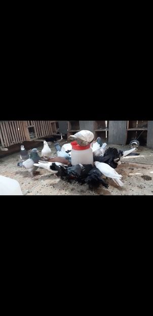 Screenshot_20190408-092026_Video Player - J-----porumbei 2019