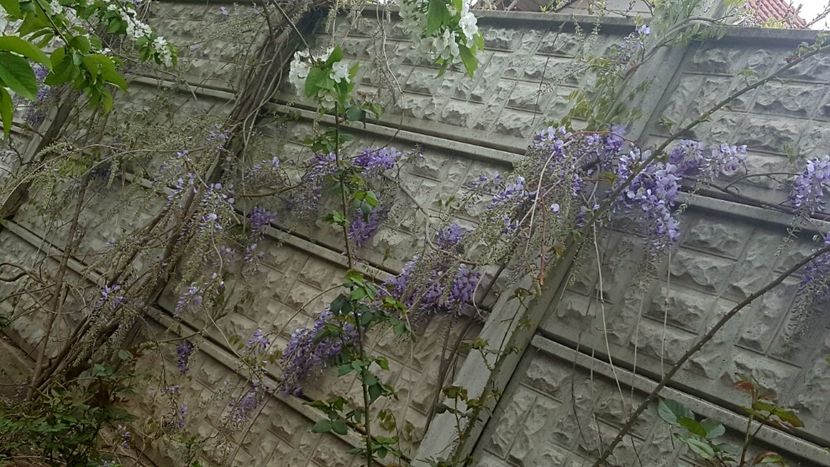  - Din gradina
