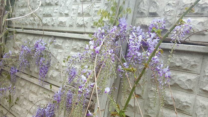  - Din gradina