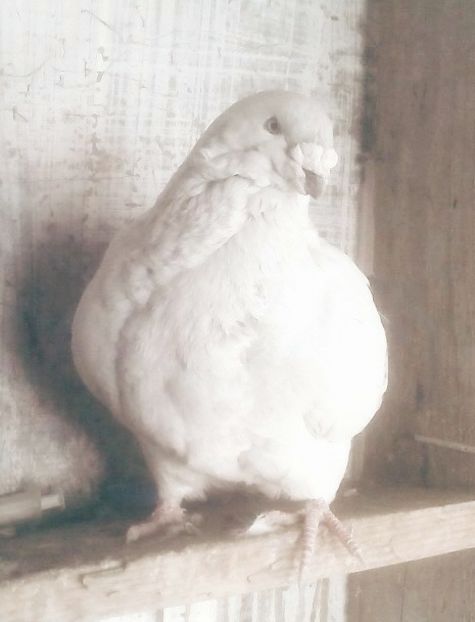  - - A - A - A - PROIECT INCHEIAT