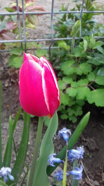 20190407_141224(0) - Lalele 2019