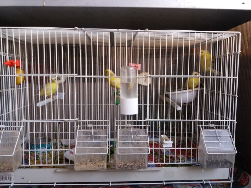 Pui  2019 seria 2 - Canari Malinois 2019 - 2020