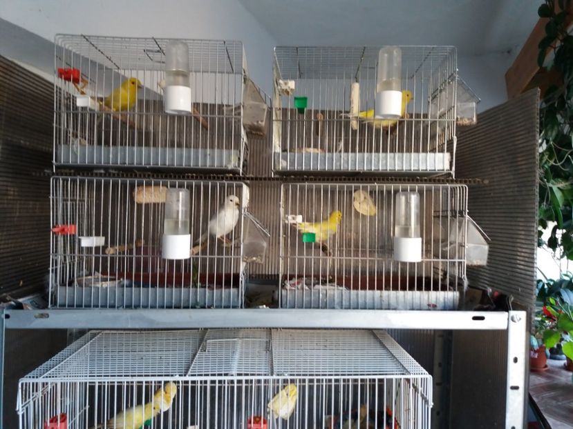 Masculi reproducere - Canari Malinois 2019 - 2020