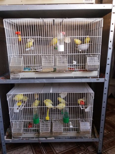 Pui seria 1 si 2 - Canari Malinois 2019 - 2020