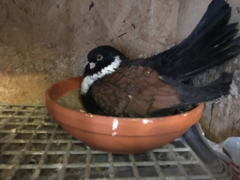 26931FC3-F8FD-4AA5-9128-FB2829BACA6D - Orbeteni 2019