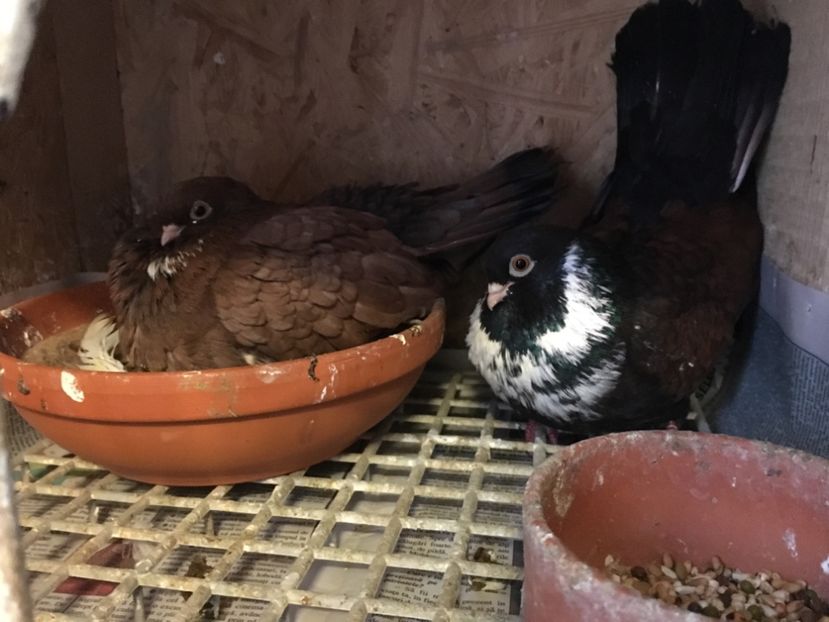 2F66233F-7773-4454-969D-A2743C18765B - Orbeteni 2019