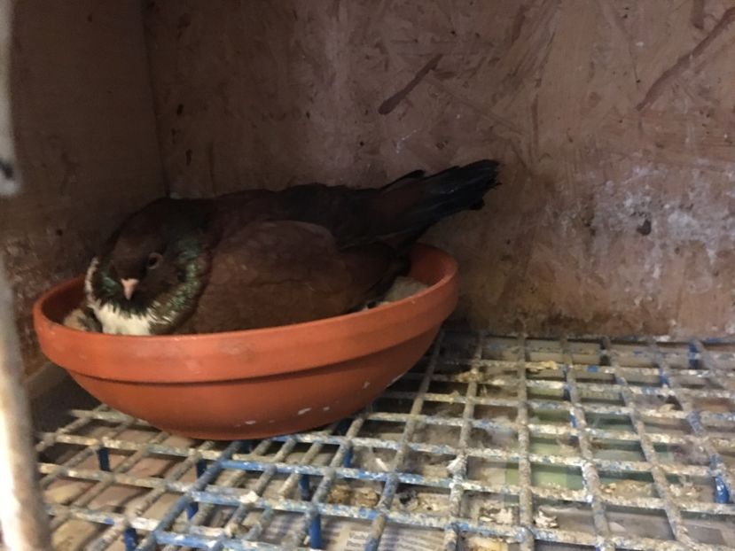 5B8ECC5C-0FCD-469F-B748-49272C567941 - Orbeteni 2019