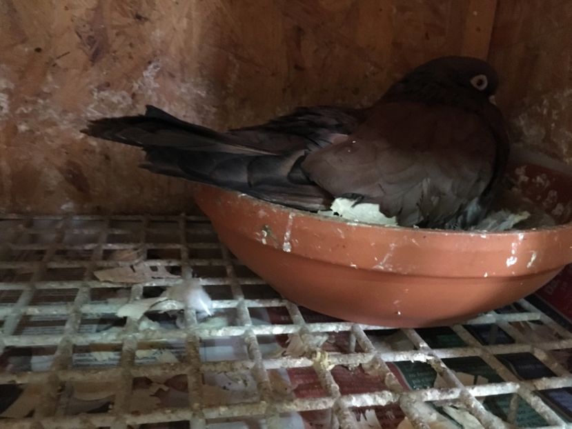 4CB626D5-997A-4560-80C7-F7676AFC7CE7 - Orbeteni 2019