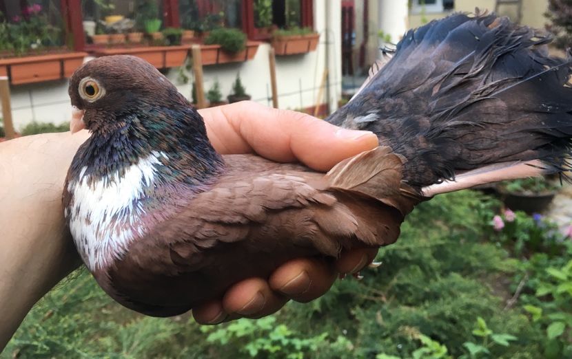 9AC96DF5-7471-433C-84B9-8D3764505451 - Orbeteni 2019