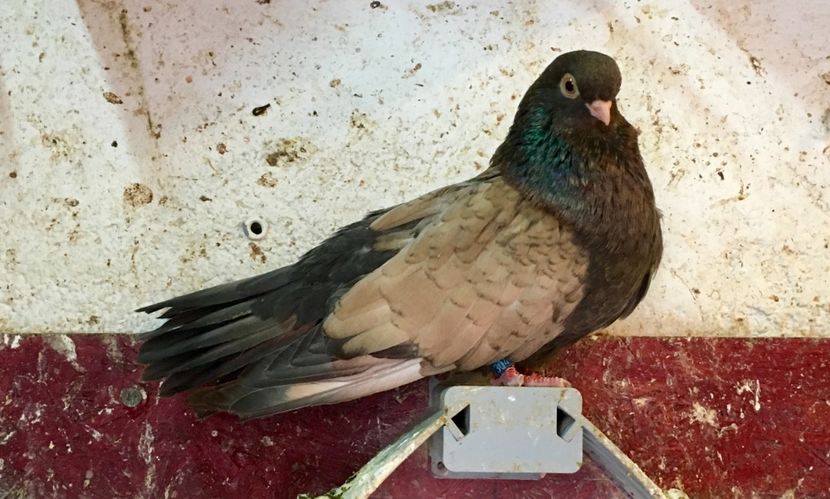 94038BB1-E035-4955-96DE-E2CB65E91F51 - Orbeteni 2019