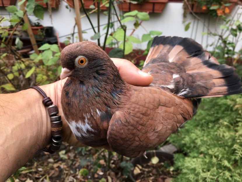 61D378C2-DC99-4875-A25C-80EE75ACB948 - Orbeteni 2019