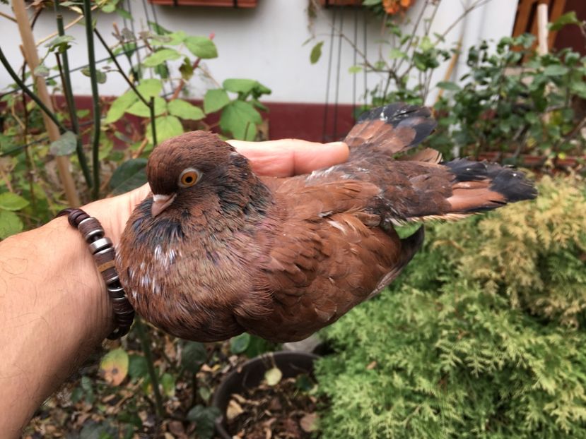 FD93F1FD-F853-4A50-9A65-547735382AF1 - Orbeteni 2019