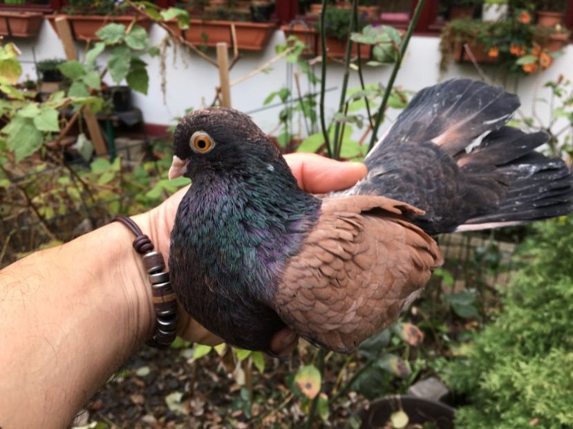 EF37B0FE-88FD-427A-A333-71781257ED72 - Orbeteni 2019