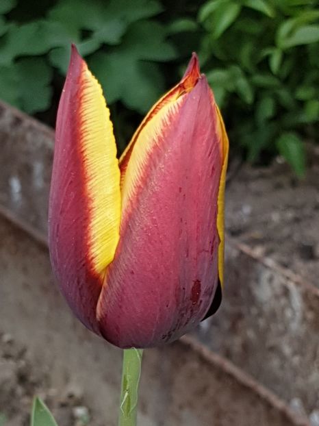  - Florile mamei 2019