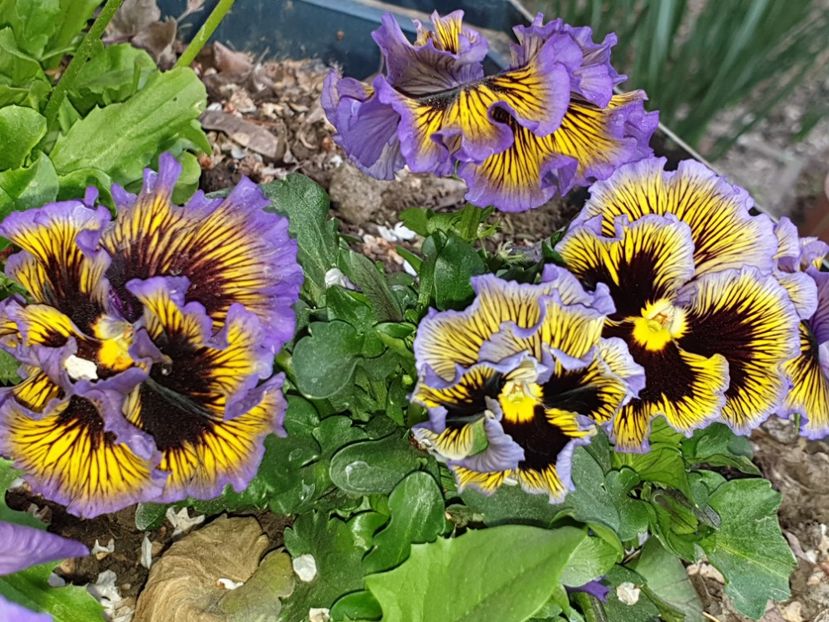  - Florile mamei 2019