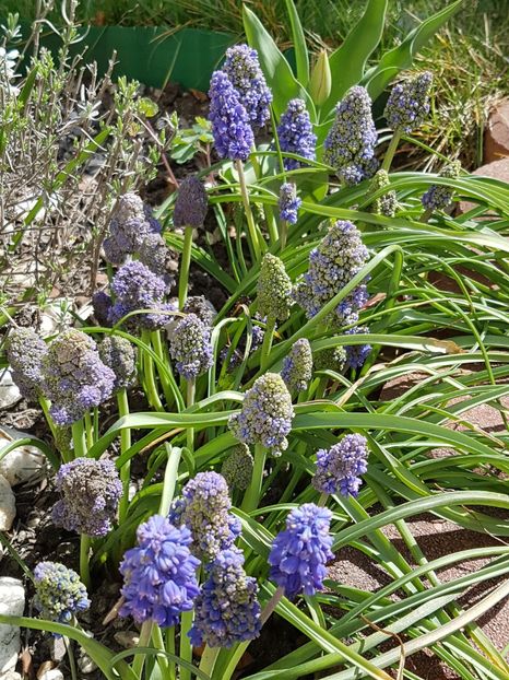 Muscari Blue Spike - Aprilie 2019