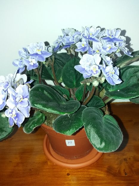  - Violete africane inflorite