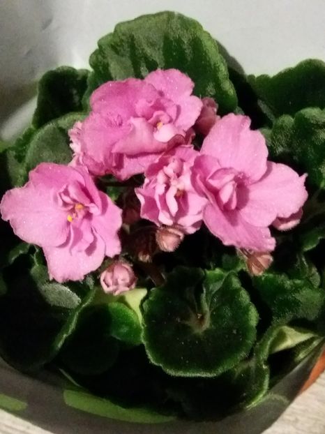  - Violete africane inflorite