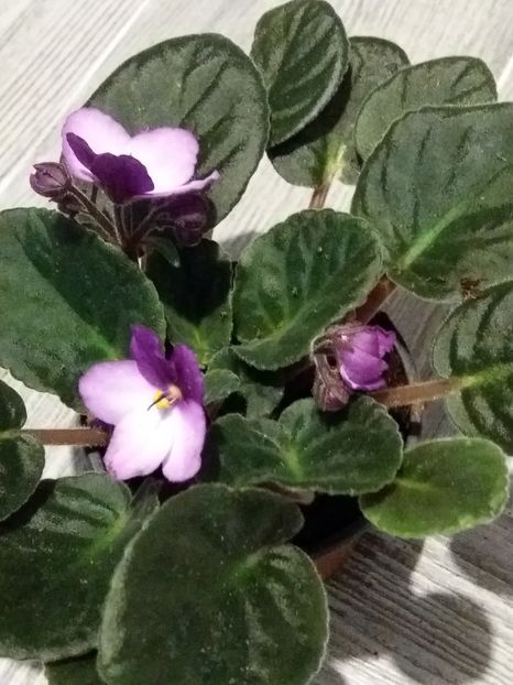  - Violete africane inflorite