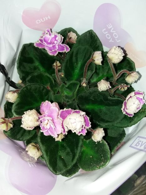  - Violete africane inflorite