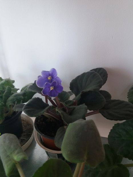  - Violete africane inflorite