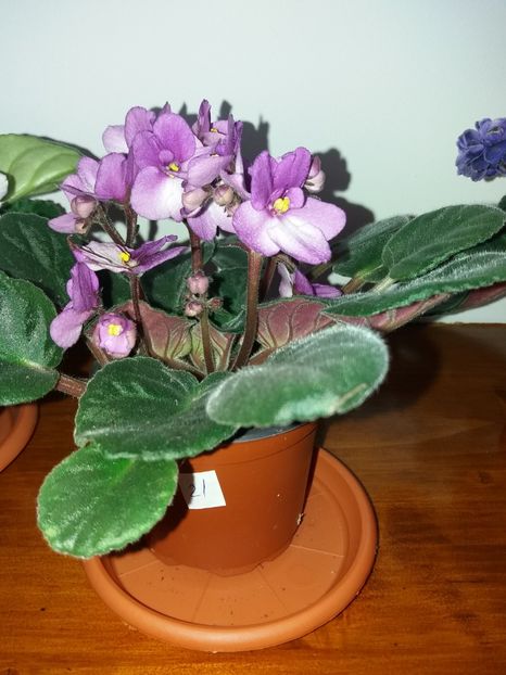  - Violete africane inflorite