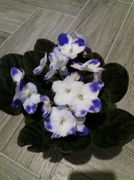  - Violete africane inflorite