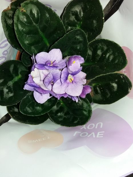  - Violete africane inflorite