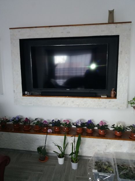  - Violete africane inflorite