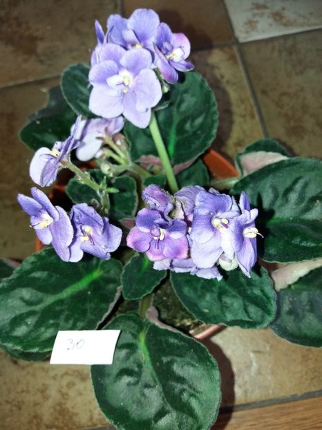  - Violete africane inflorite