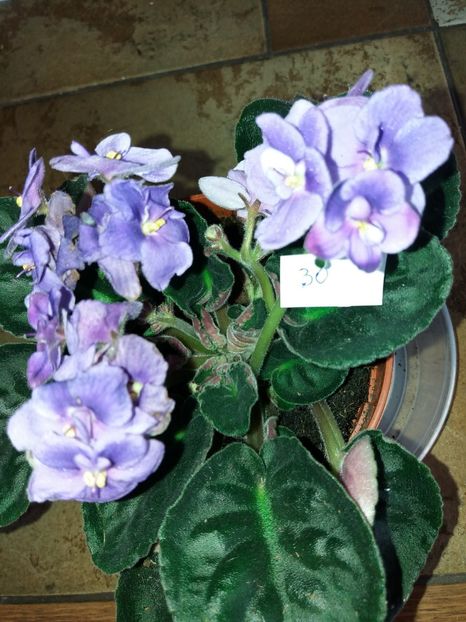  - Violete africane inflorite