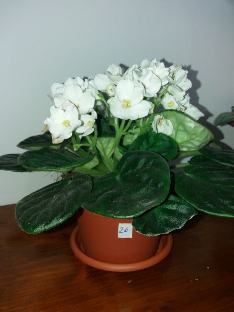  - Violete africane inflorite