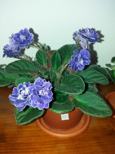  - Violete africane inflorite