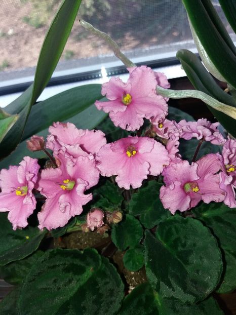  - Violete africane inflorite