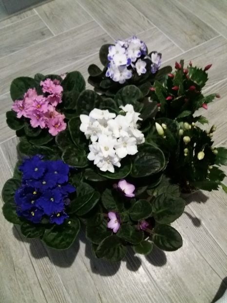  - Violete africane inflorite