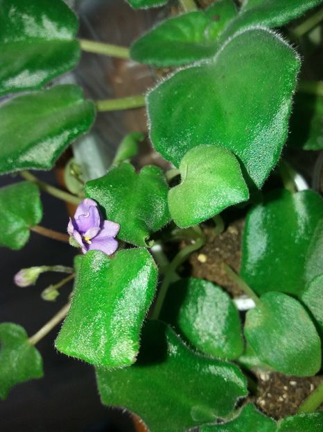  - Violete africane inflorite