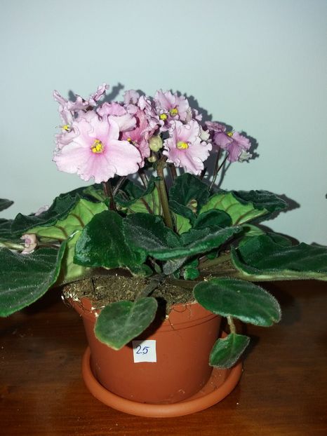  - Violete africane inflorite