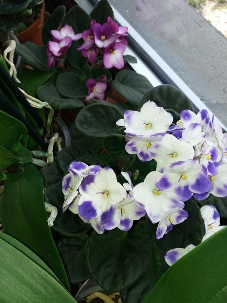  - Violete africane inflorite
