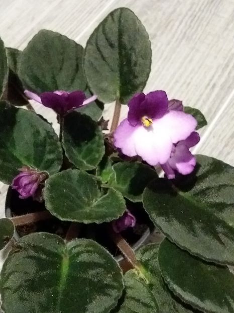  - Violete africane inflorite