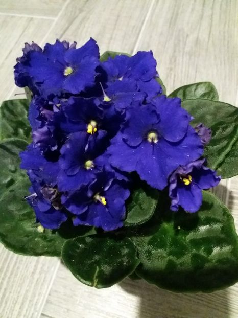  - Violete africane inflorite
