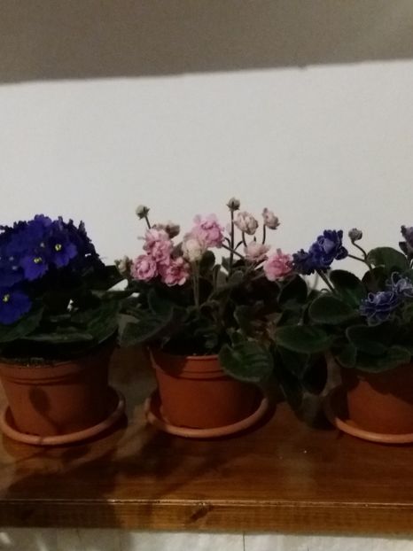  - Violete africane inflorite