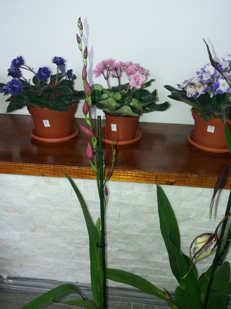  - Violete africane inflorite