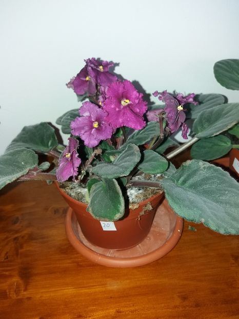  - Violete africane inflorite