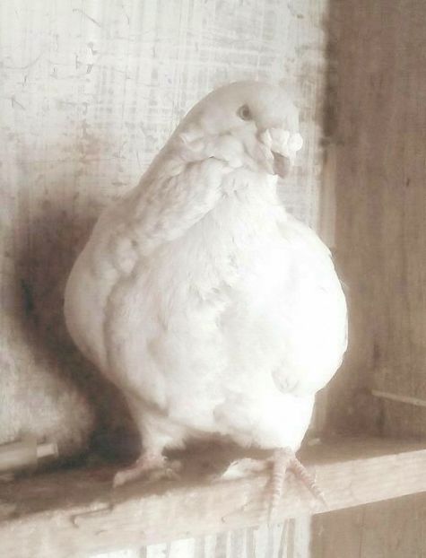  - - A - A - A - PROIECT INCHEIAT