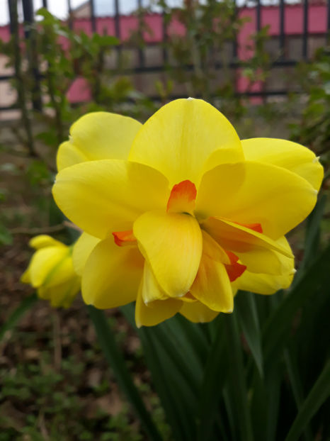  - Gradina primavara 2019