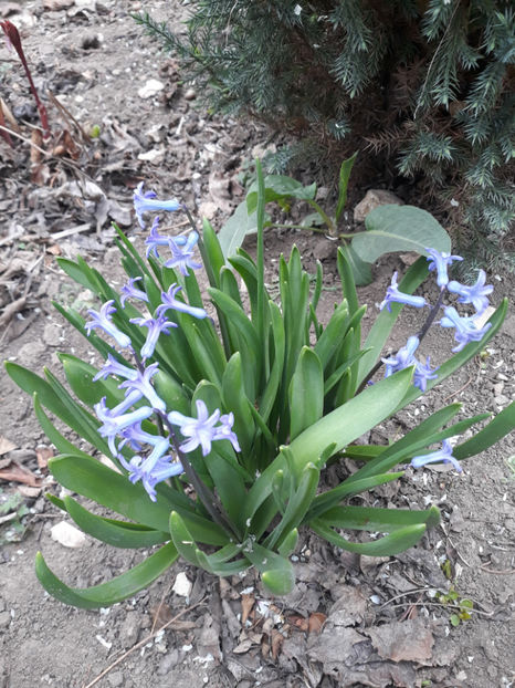 - Gradina primavara 2019