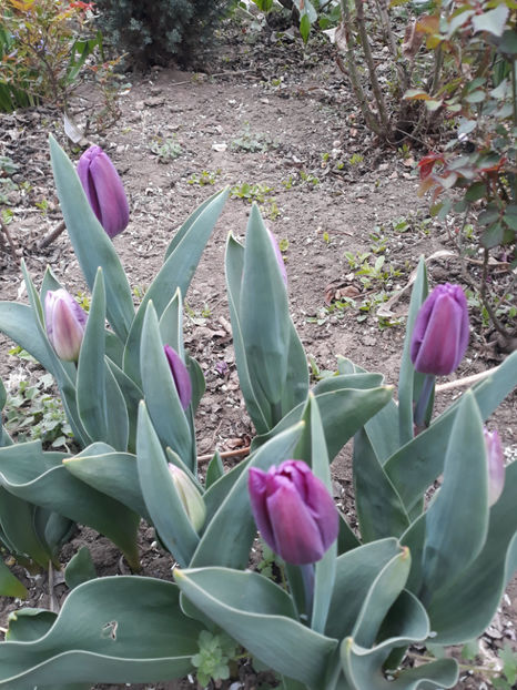  - Gradina primavara 2019