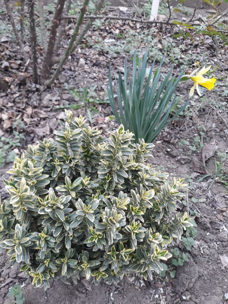  - Gradina primavara 2019