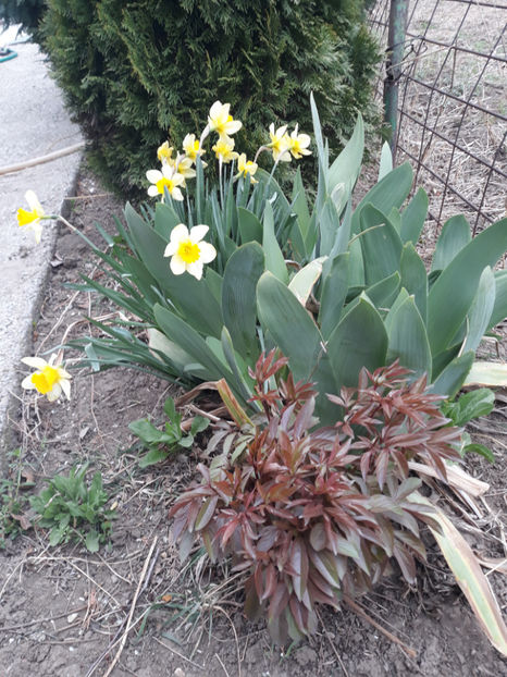  - Gradina primavara 2019