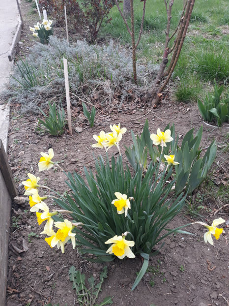  - Gradina primavara 2019